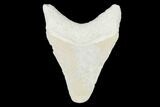 Bone Valley Megalodon Tooth - Florida #99865-1